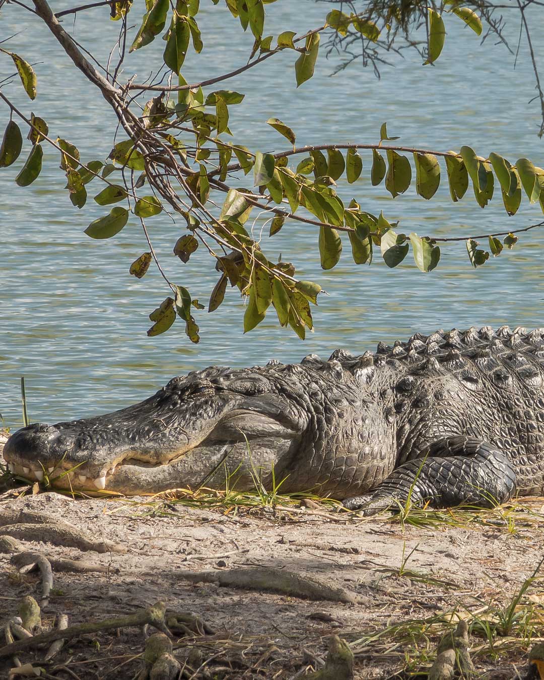 Aligator na Florydzie