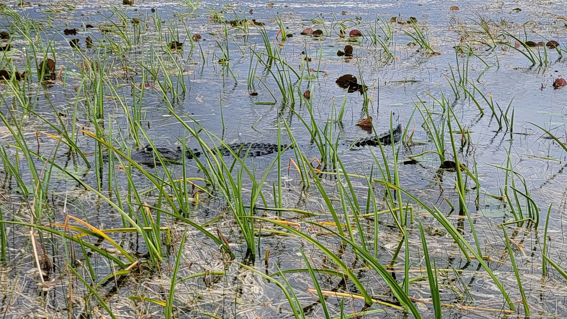 Aligator Bagna Florydy