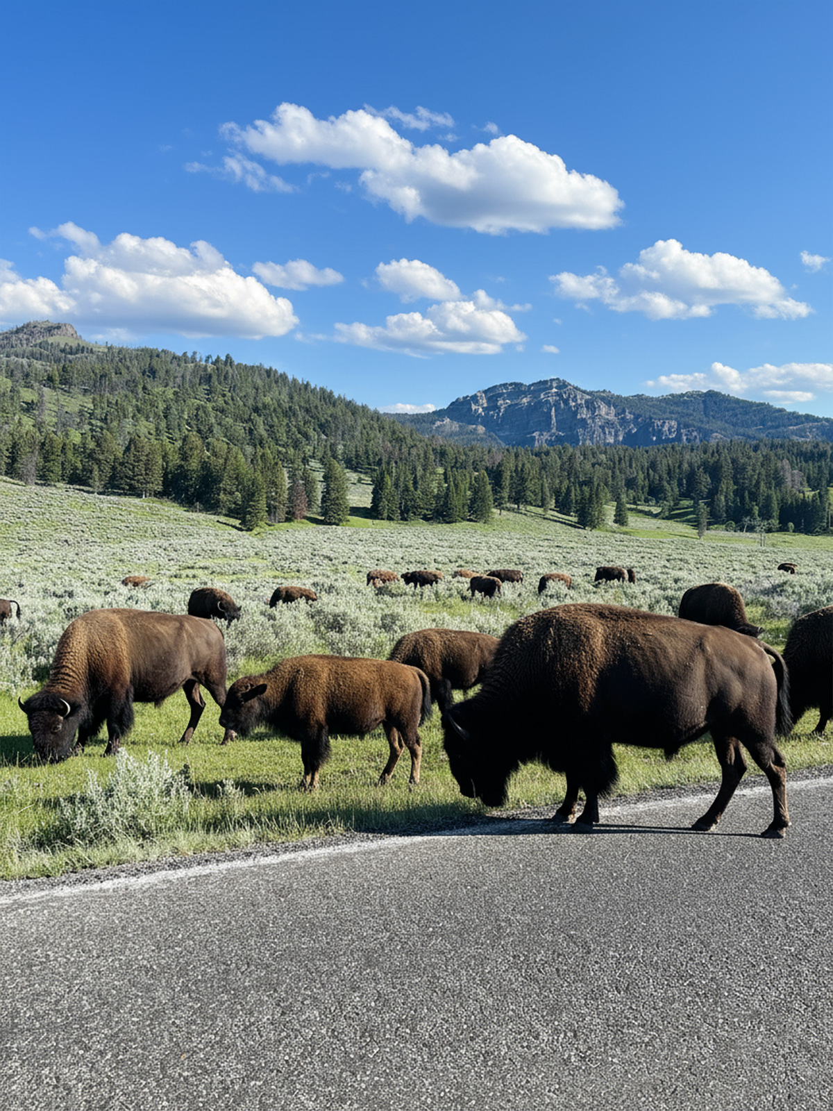 Park Yellowstone - bizony na drodze