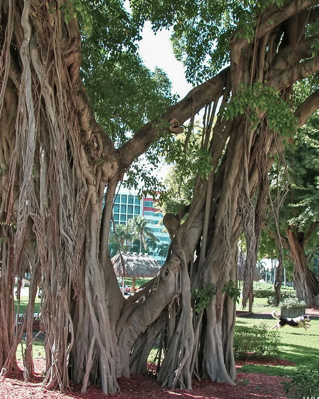 Egzotyczne drzewa przy Miami Bay Marketplace