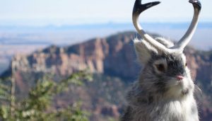 Jackalope - Yellowstone