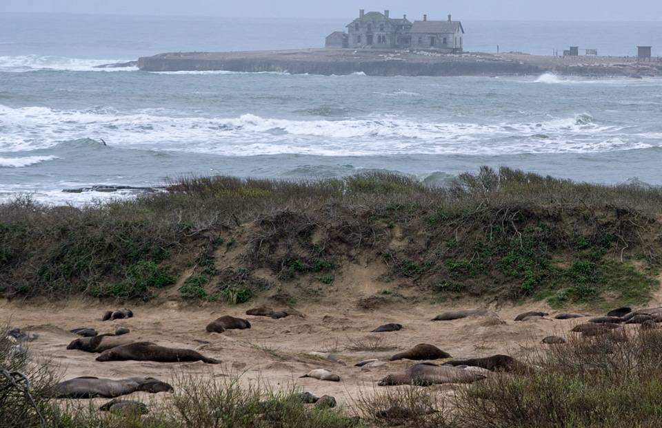 Kalifornia-słonie-morskie