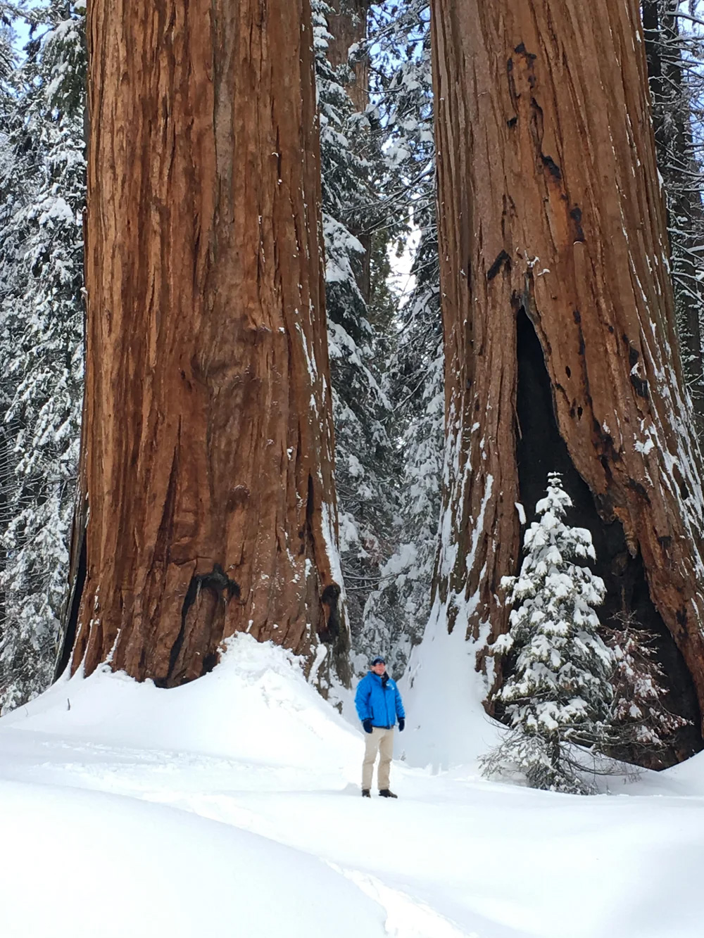 Sekwoje w zimie
