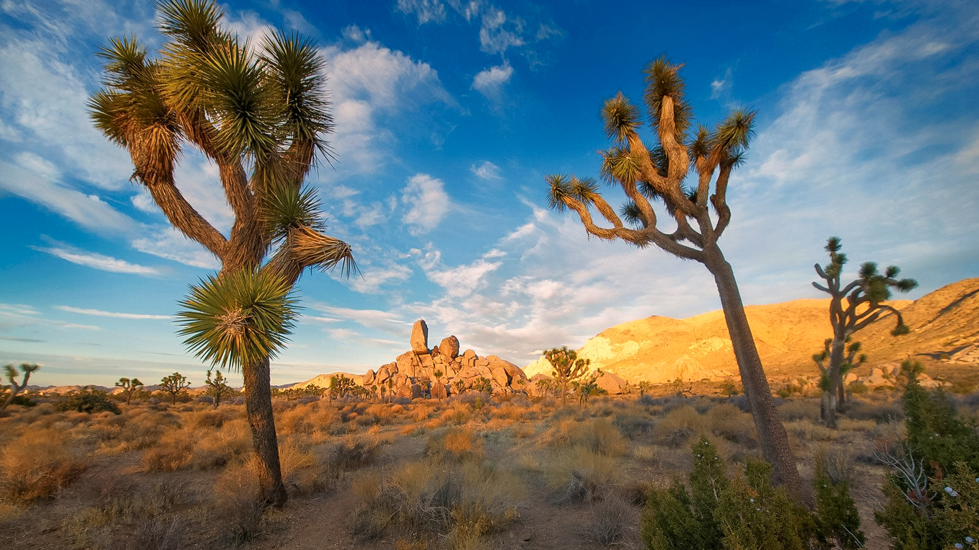 Drzewka Joshua Tree w parku narodowym Joshua Tree